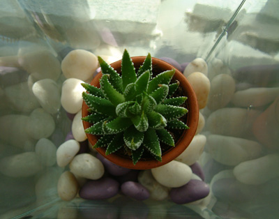 aloe vera and pebbles in glass