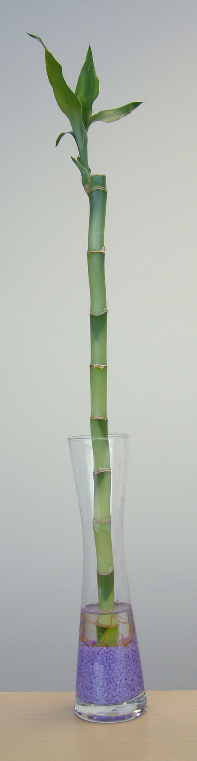 lucky bamboo shoot